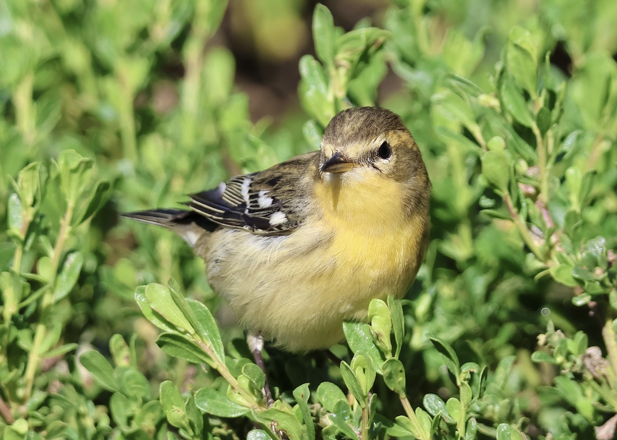 Blackburnian Warbler - ML644768365