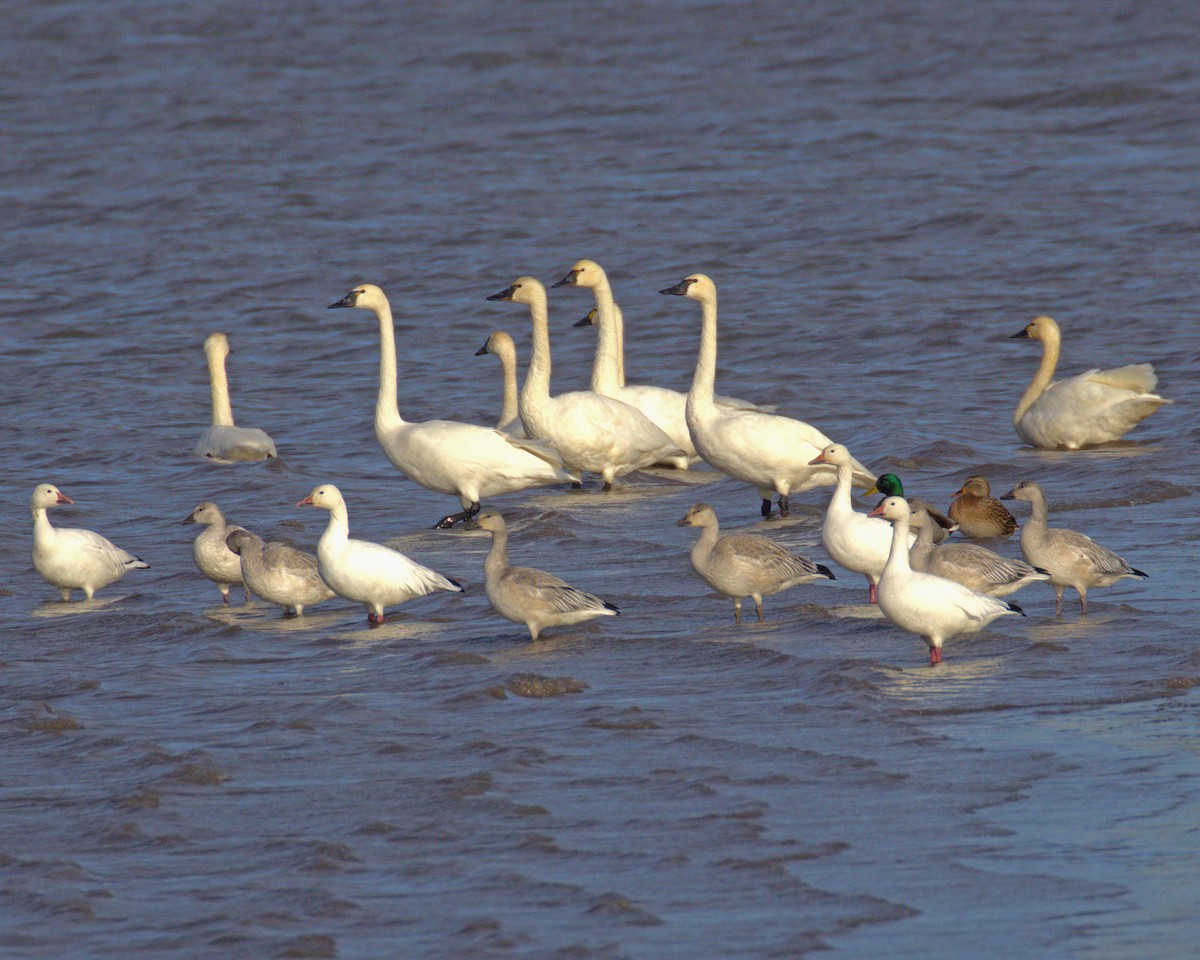 Snow Goose - ML644768366