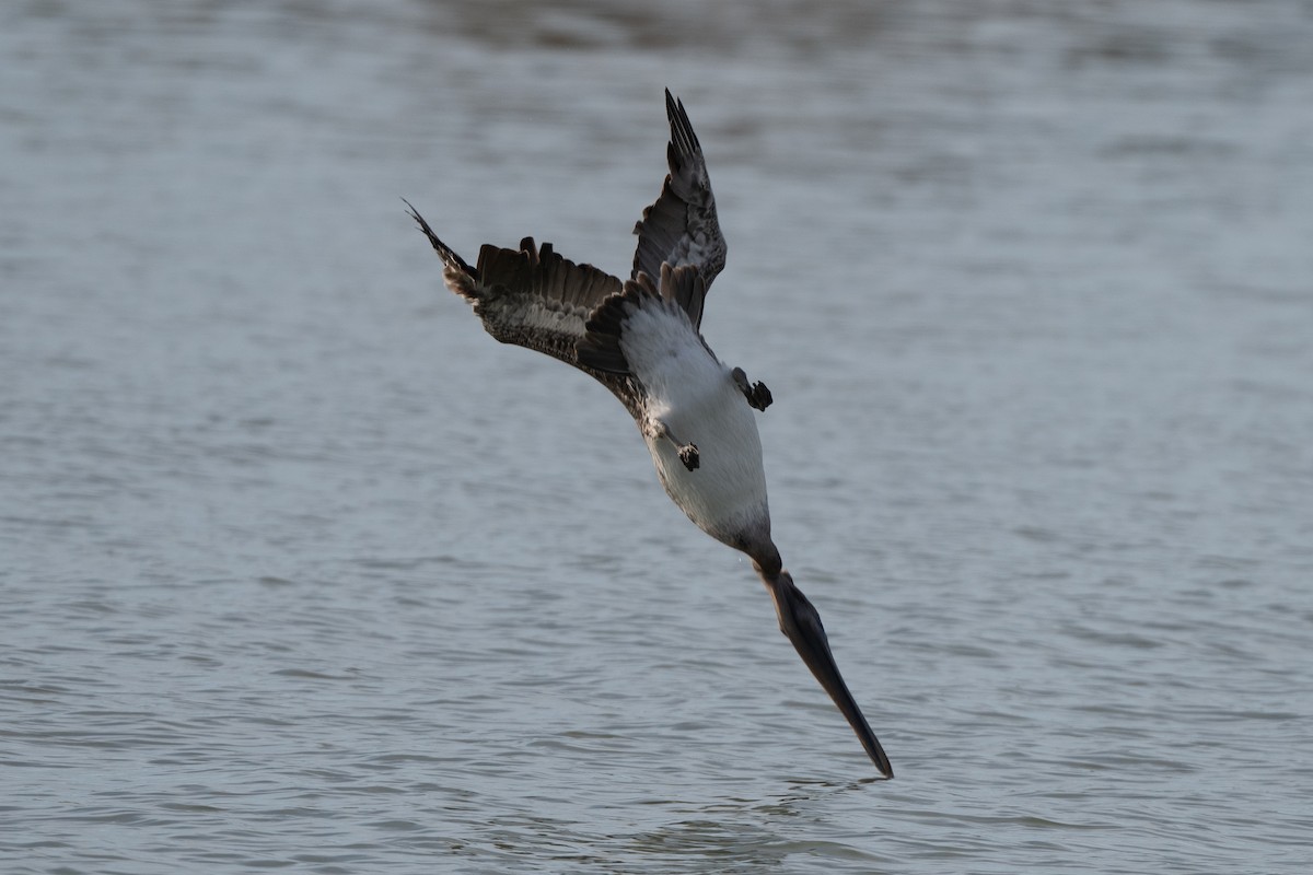 pelikán hnědý - ML644768372