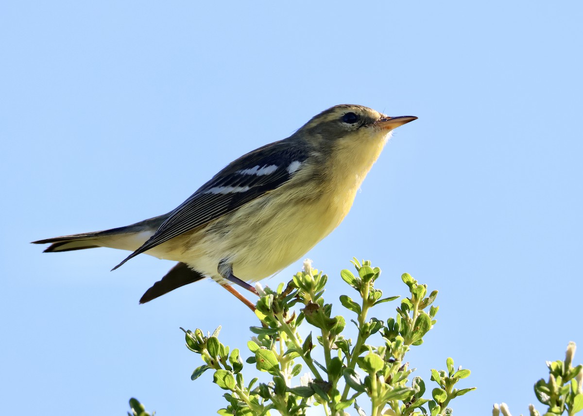 Blackburnian Warbler - ML644768381
