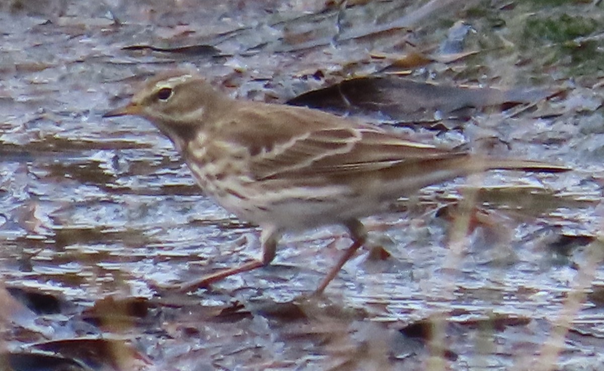 Pipit spioncelle - ML644768389