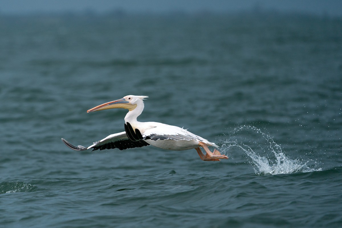 pelikán bílý - ML644768392