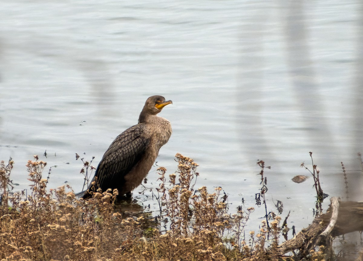 totoppskarv - ML644768394