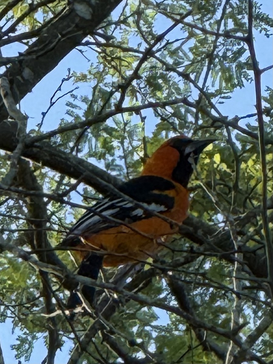 Altamira Oriole - ML644768409