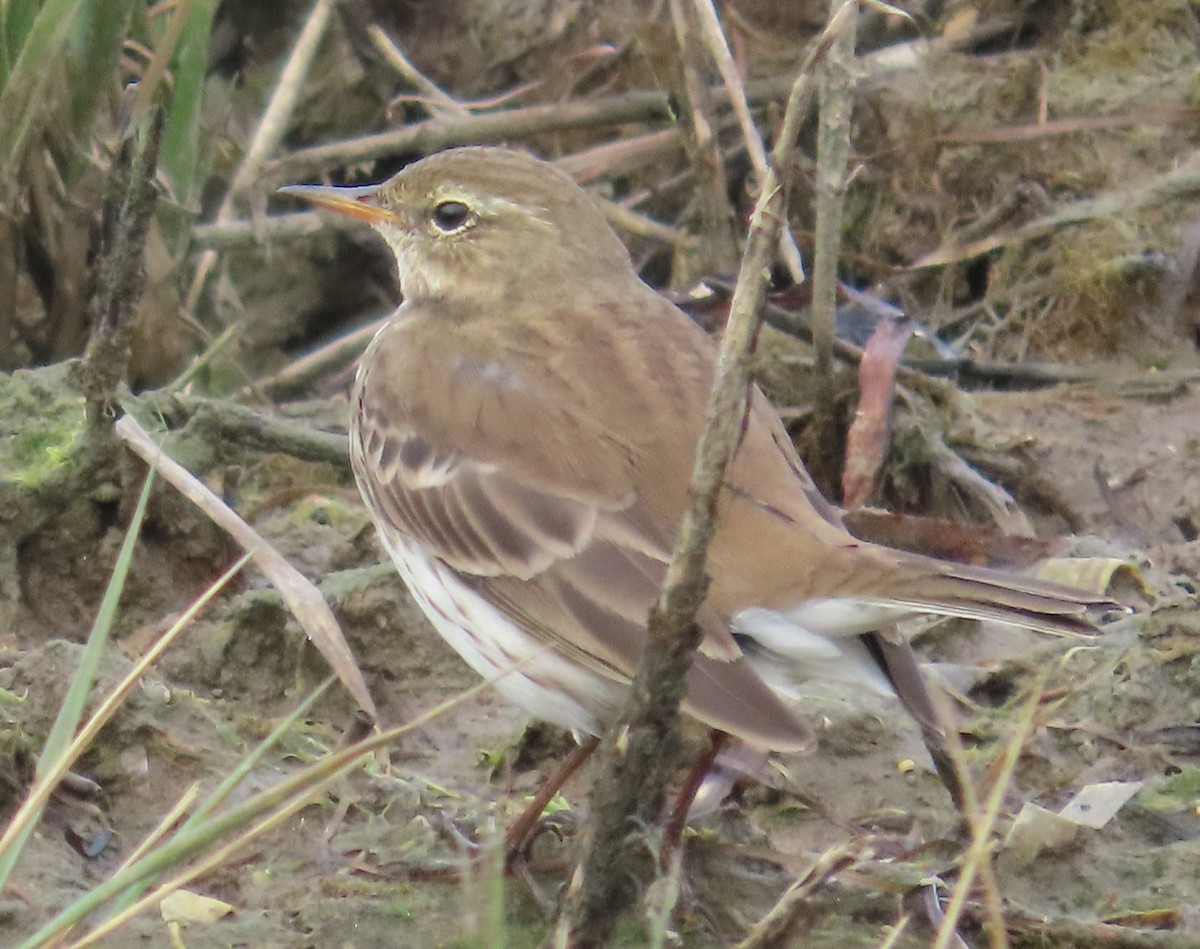 Pipit spioncelle - ML644768411