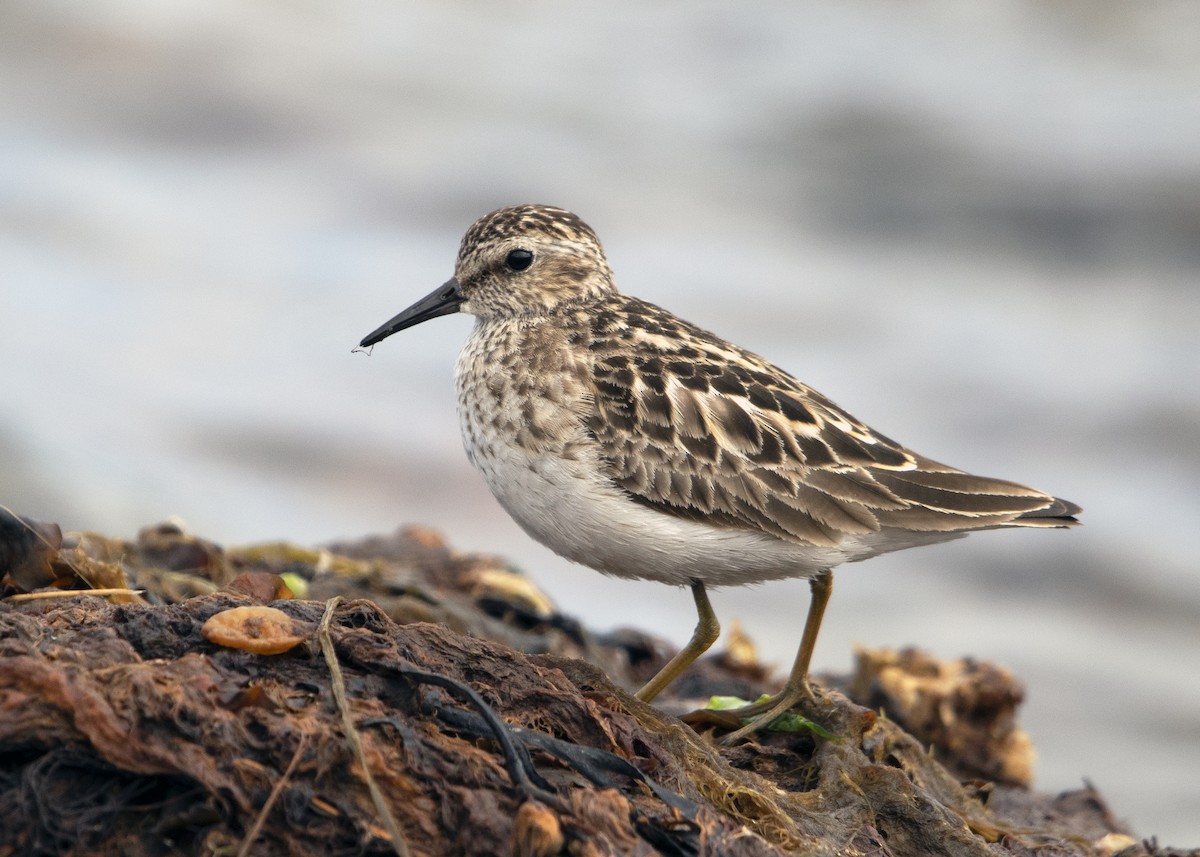 Least Sandpiper - ML644768413