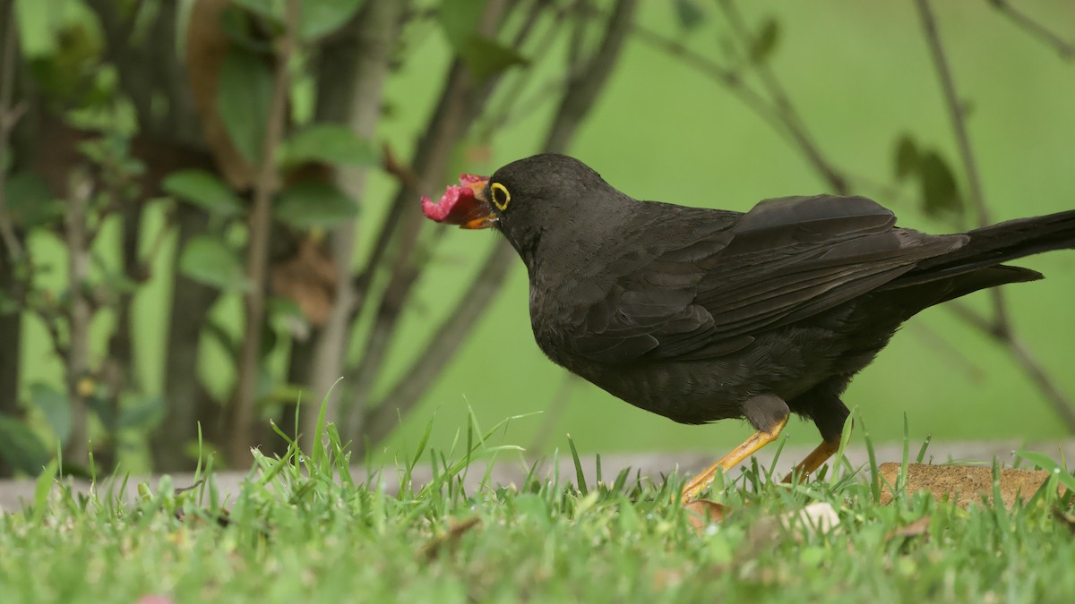 Great Thrush - ML644768418