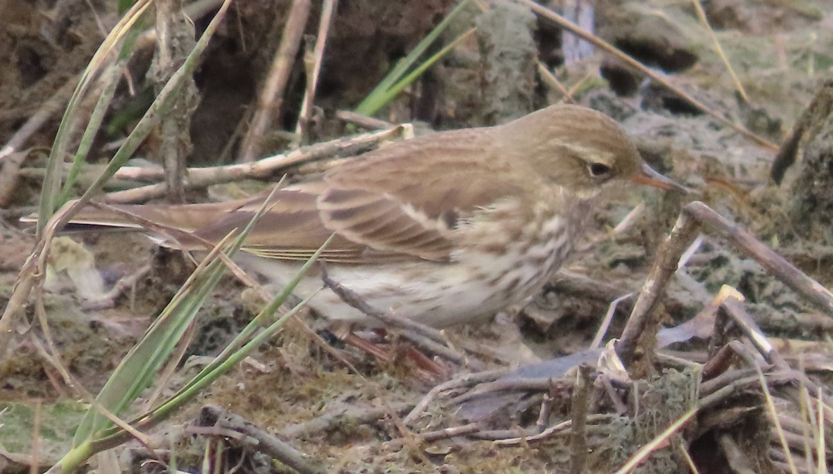 Pipit spioncelle - ML644768422