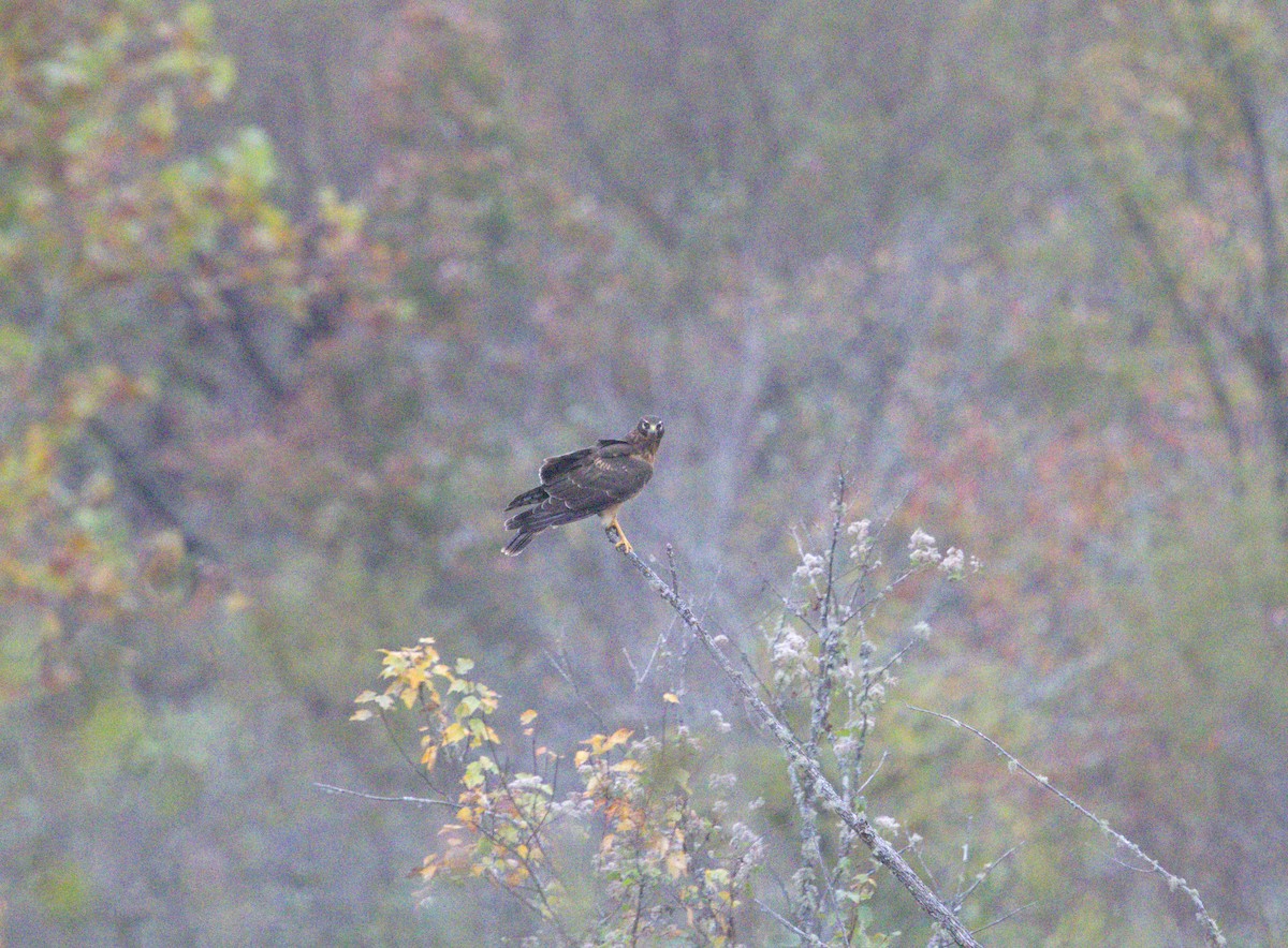 Northern Harrier - ML644768435