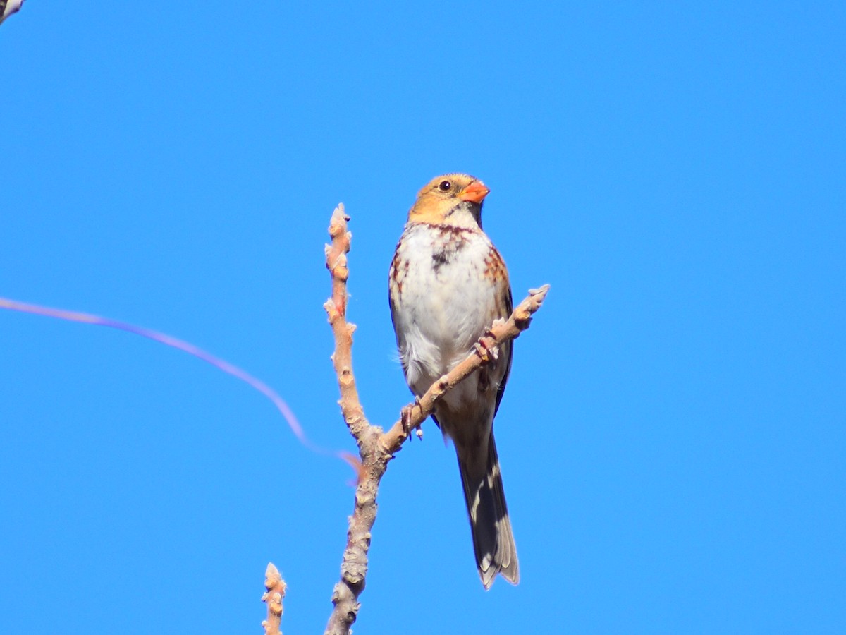Harris's Sparrow - ML644768438