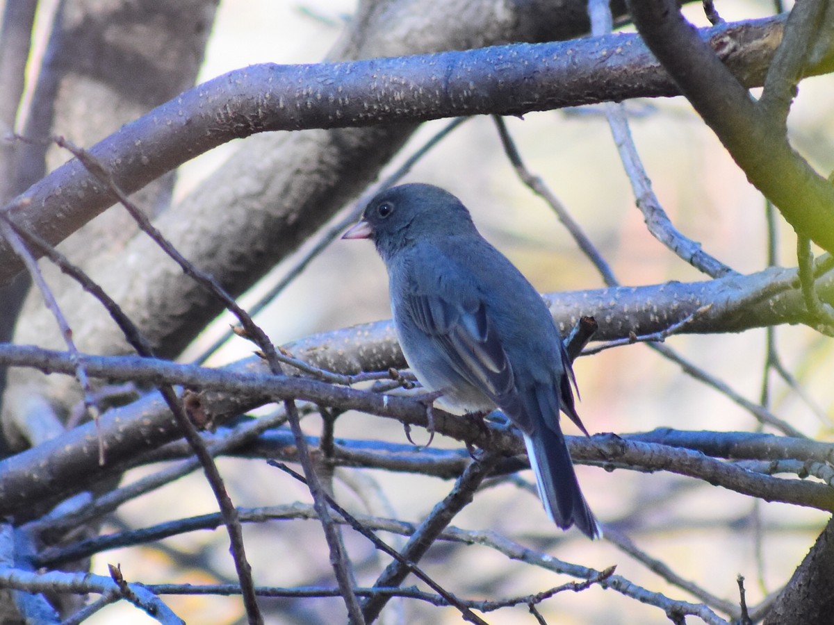 Dark-eyed Junco (Slate-colored) - ML644768440