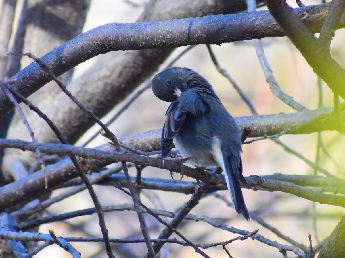 Dark-eyed Junco (Slate-colored) - ML644768446