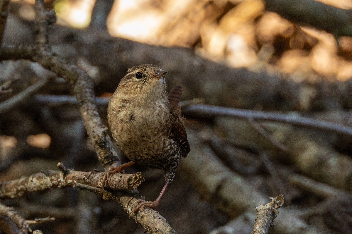 střízlík kanadský - ML644768448