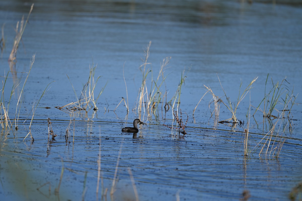 Least Grebe - ML644768449