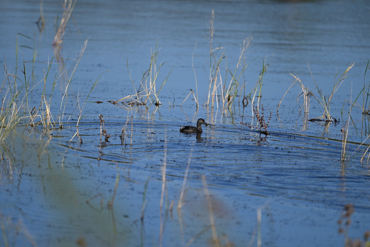Least Grebe - ML644768450