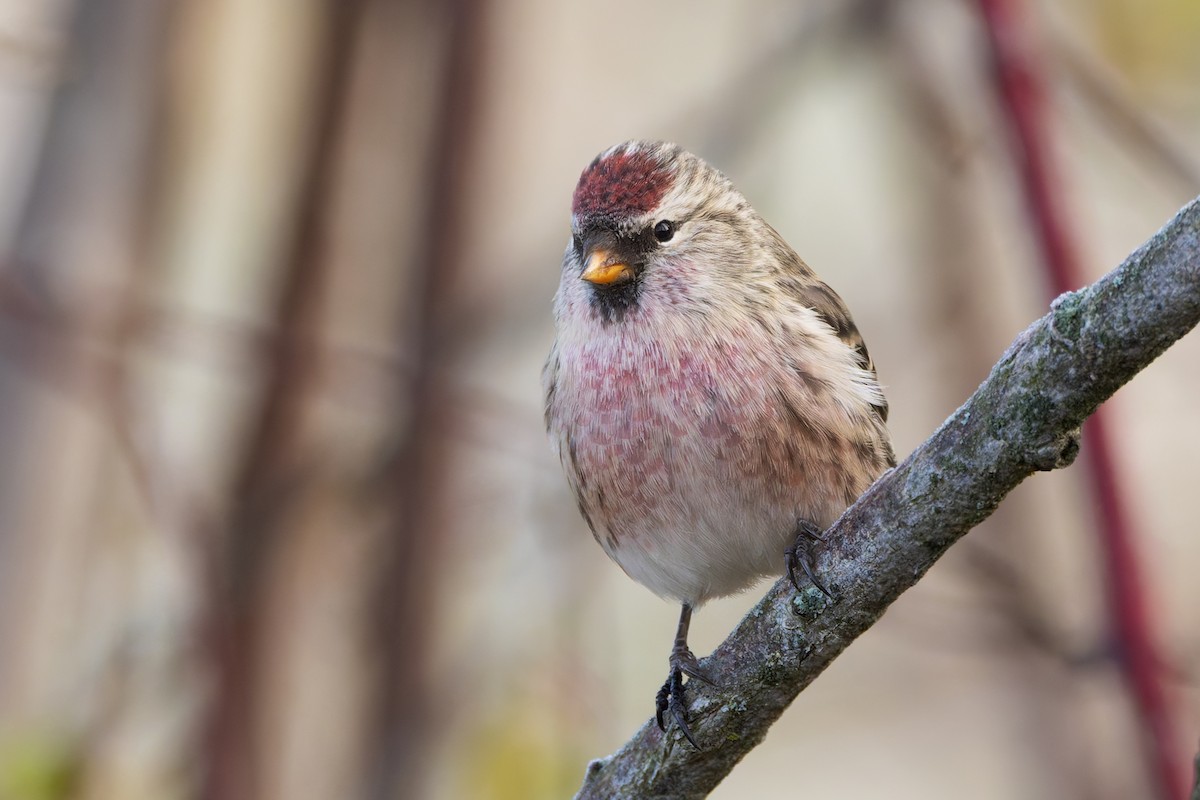 Redpoll (Common) - ML644768488