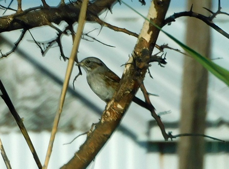 Swamp Sparrow - ML644768491