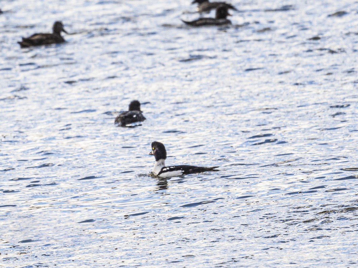 Barrow's Goldeneye - ML644768498