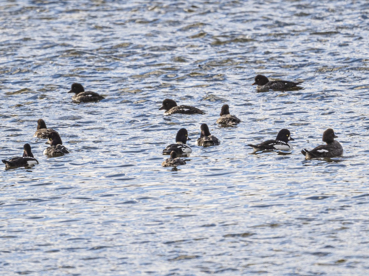 Barrow's Goldeneye - ML644768499