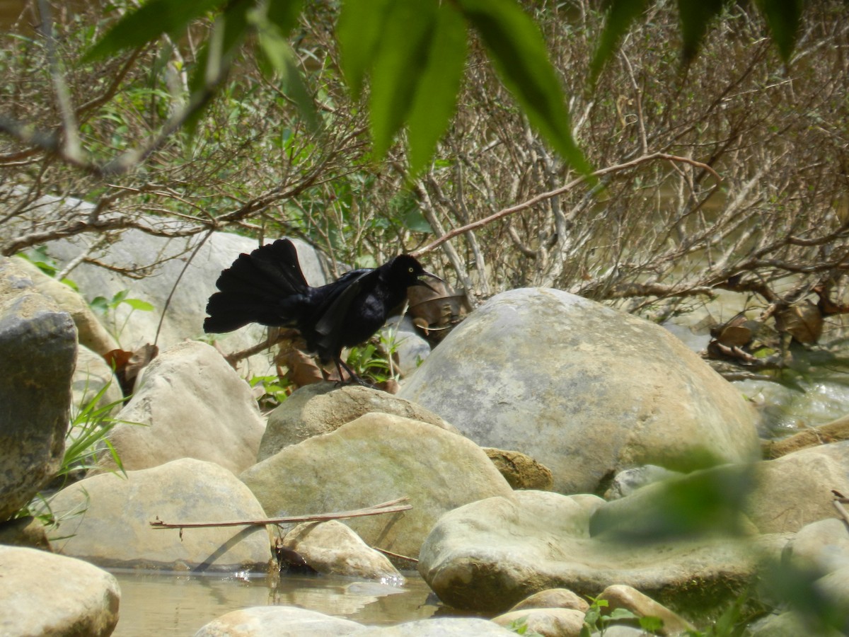 Greater Antillean Grackle - ML644768507