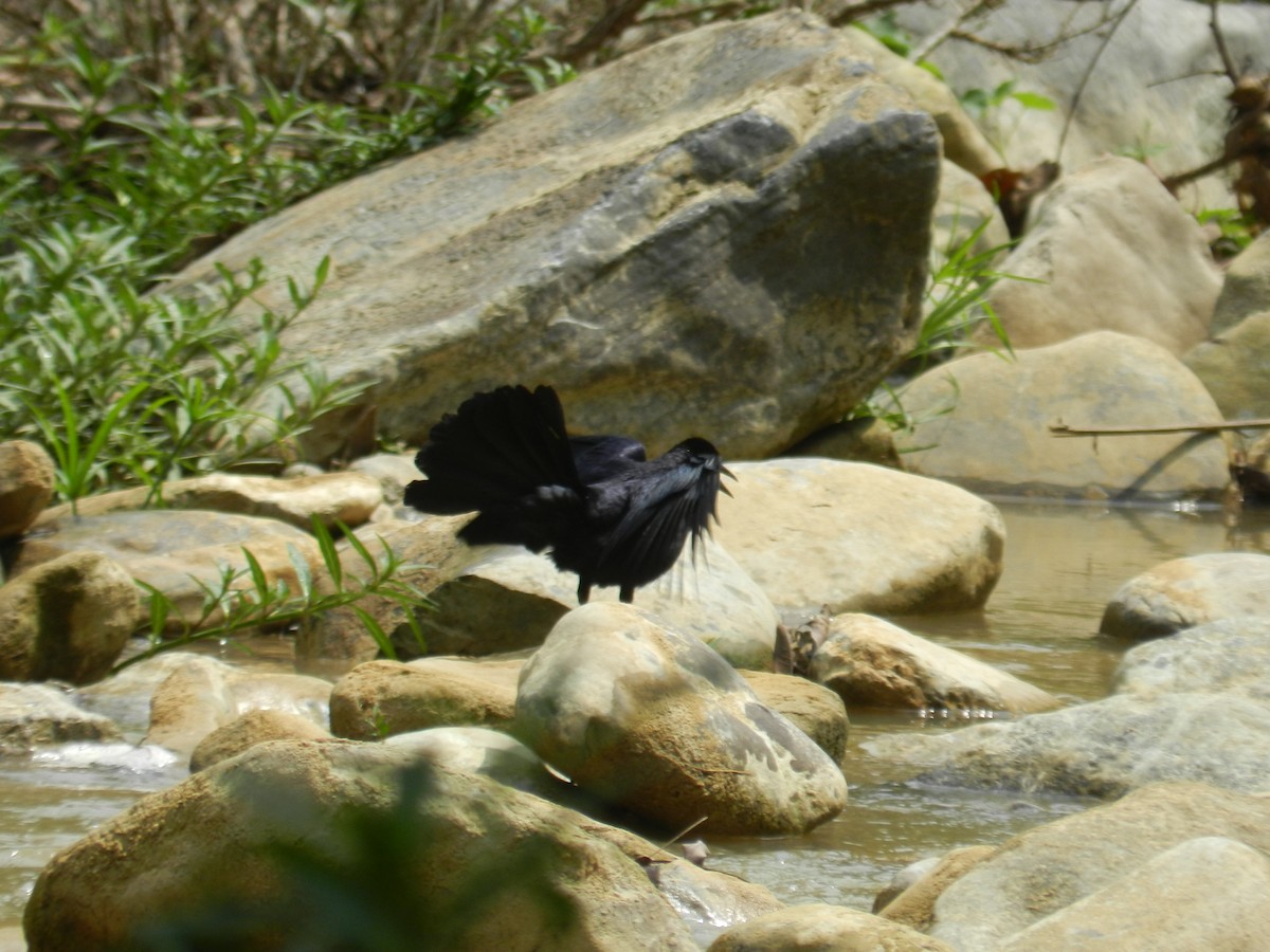 Greater Antillean Grackle - ML644768508