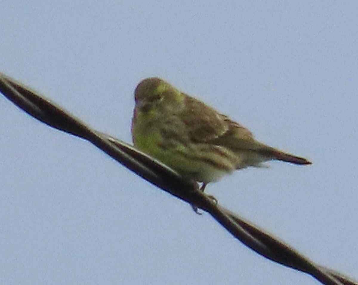 European Serin - ML644768519