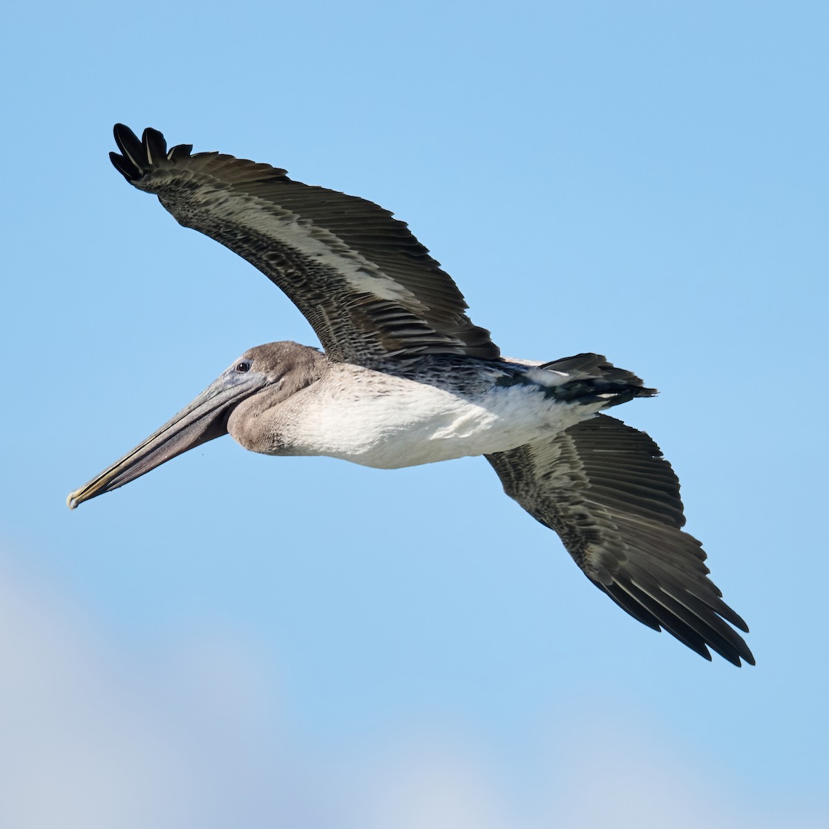 Brown Pelican - ML644768543