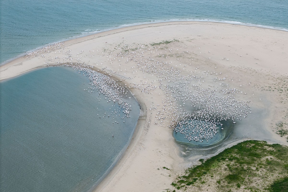 pelikán bílý - ML644768565