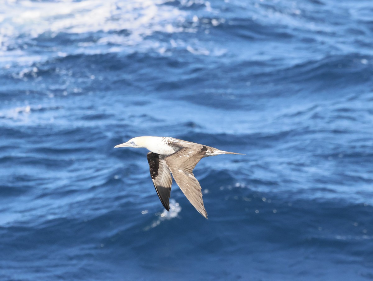 Капская олуша - ML644768574