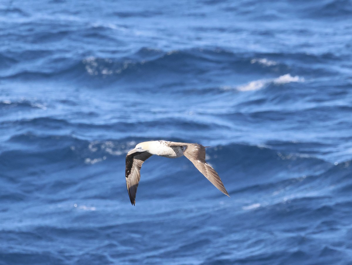 Капская олуша - ML644768575