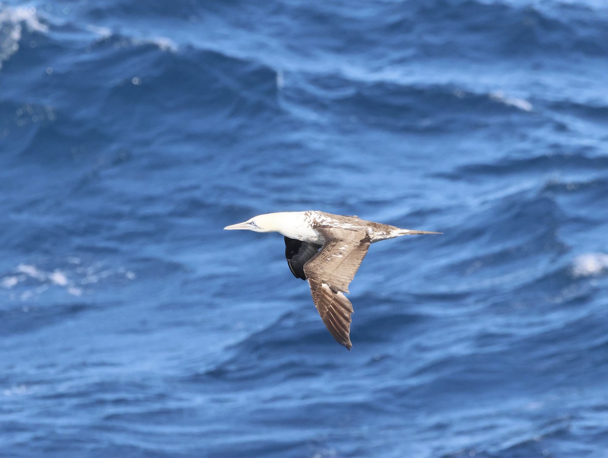 Капская олуша - ML644768576