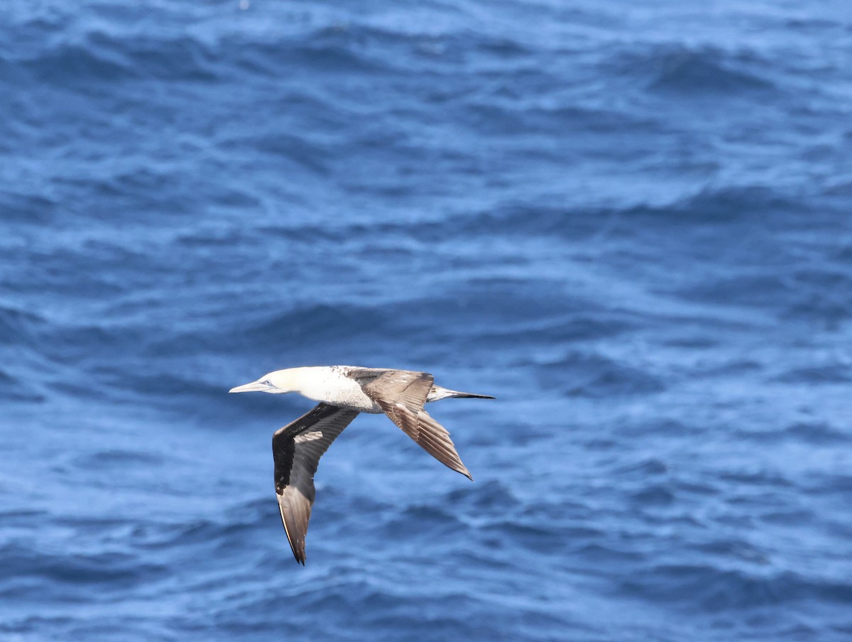 Капская олуша - ML644768577