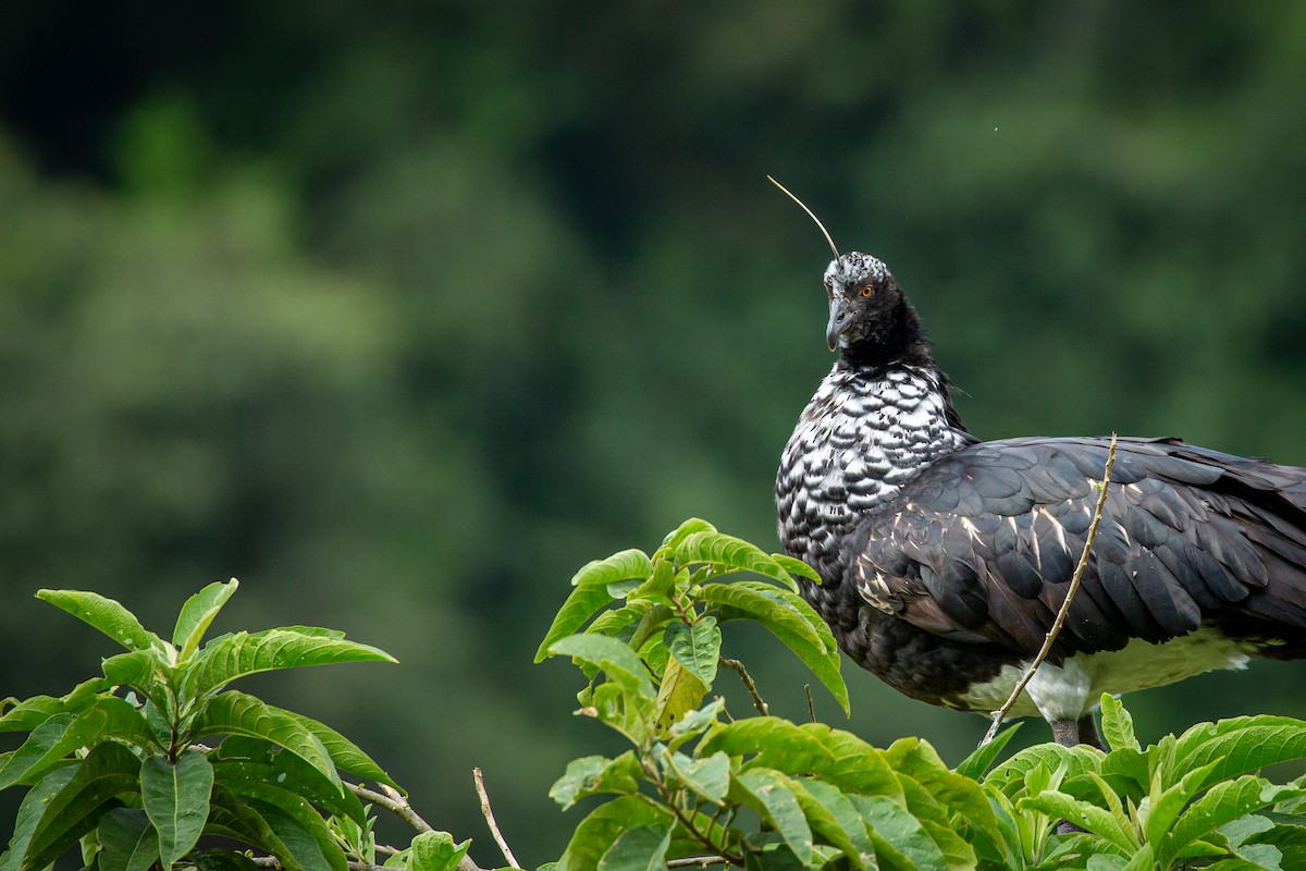 kamiš růžkatý - ML644768586