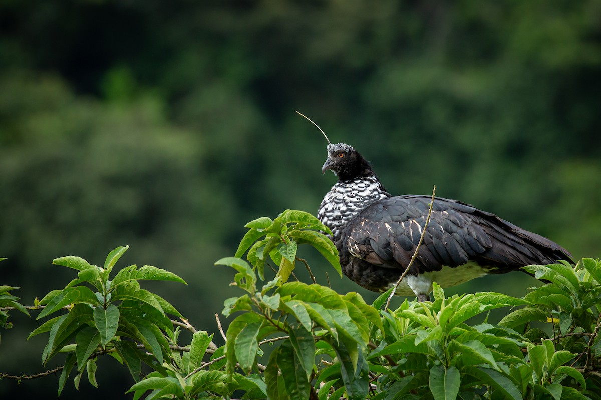 kamiš růžkatý - ML644768587