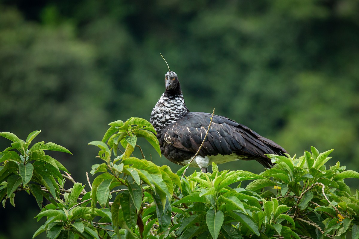 kamiš růžkatý - ML644768588