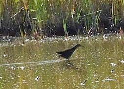 Rascón de Virginia - ML644768592