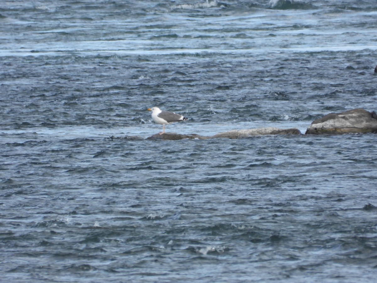 Kara Sırtlı Martı - ML644768593