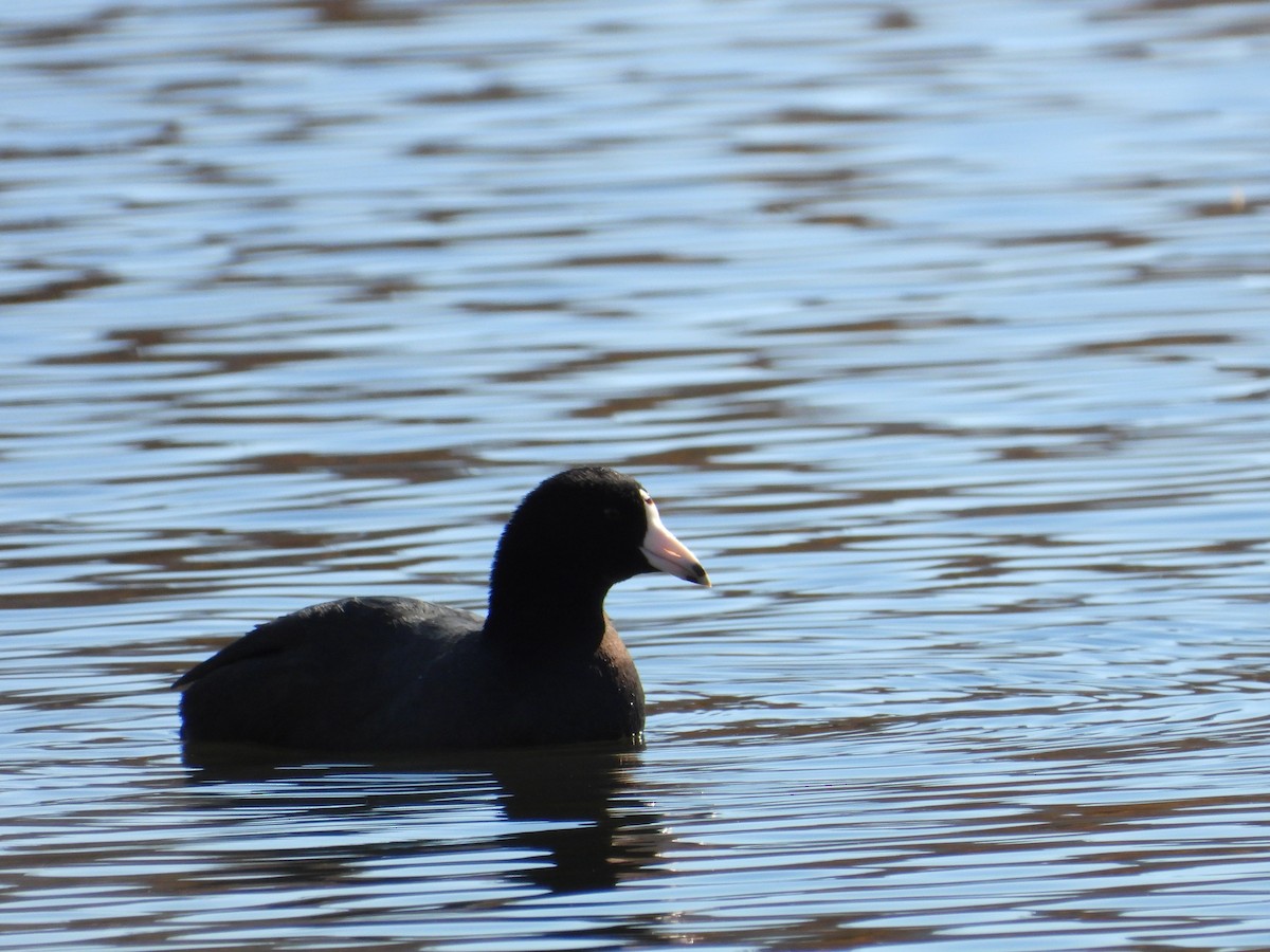 Лиска американська - ML644768598