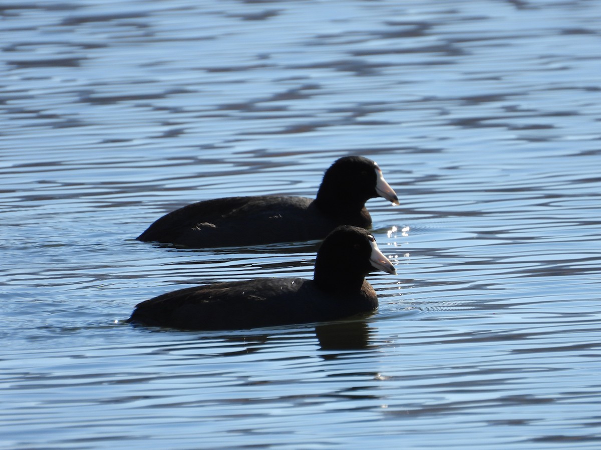 Лиска американська - ML644768601