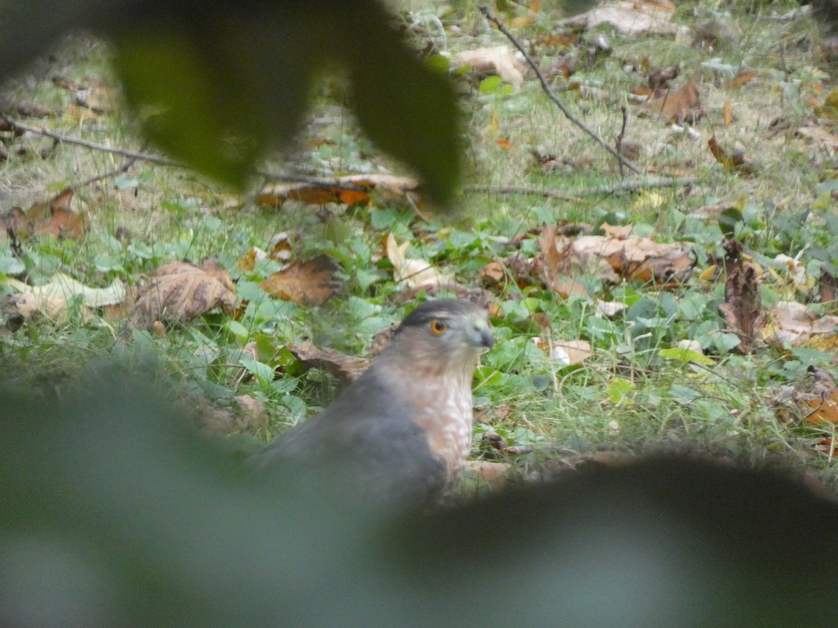 Cooper's Hawk - ML644768602