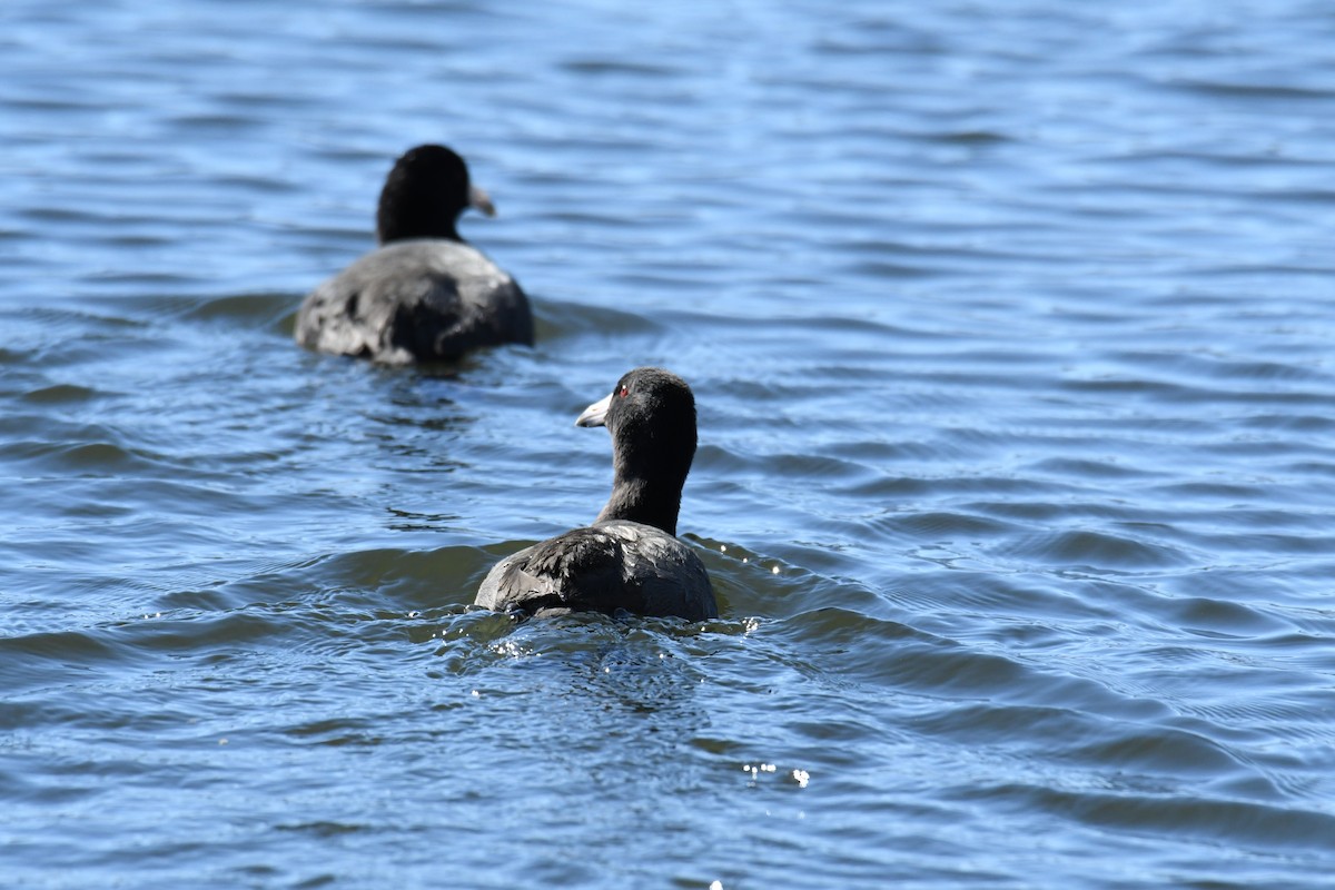 Лиска американська - ML644768606