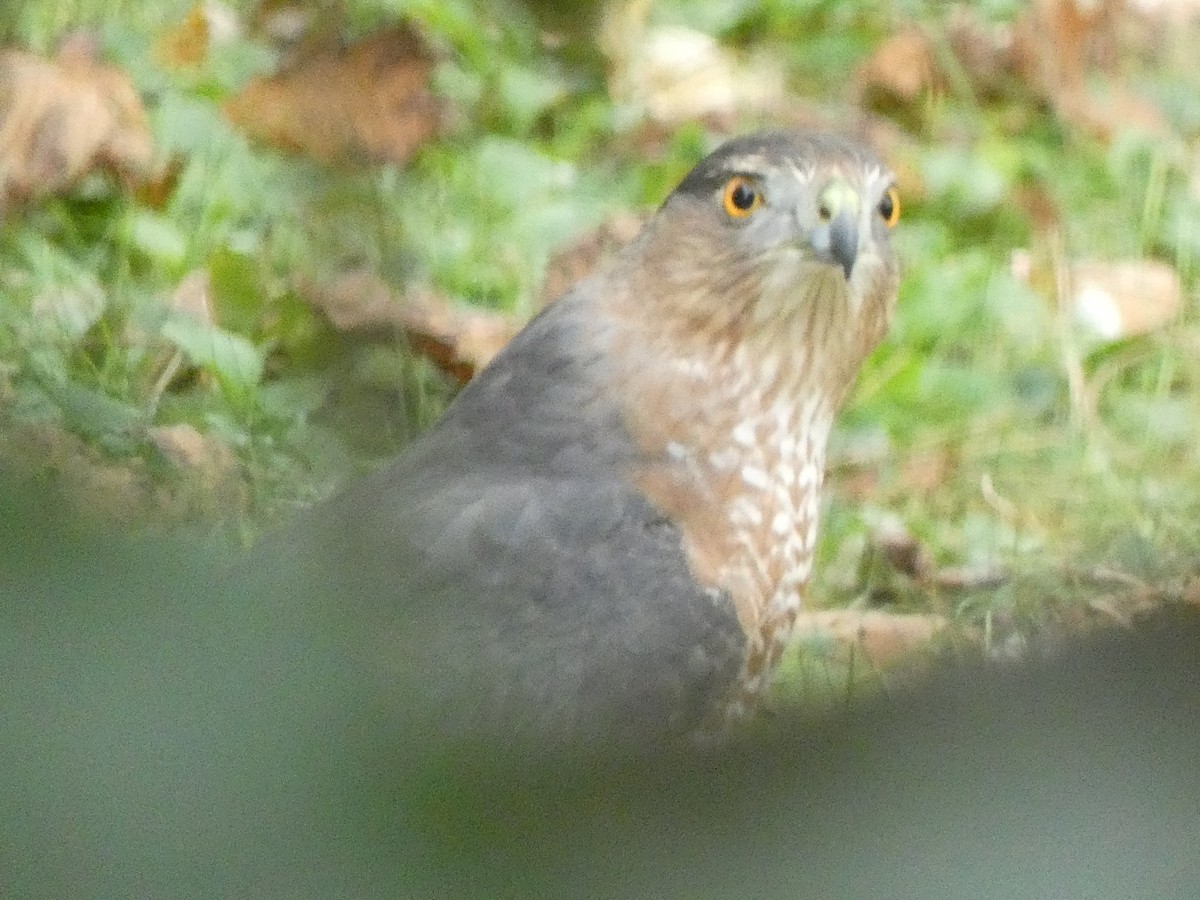 Cooper's Hawk - ML644768612