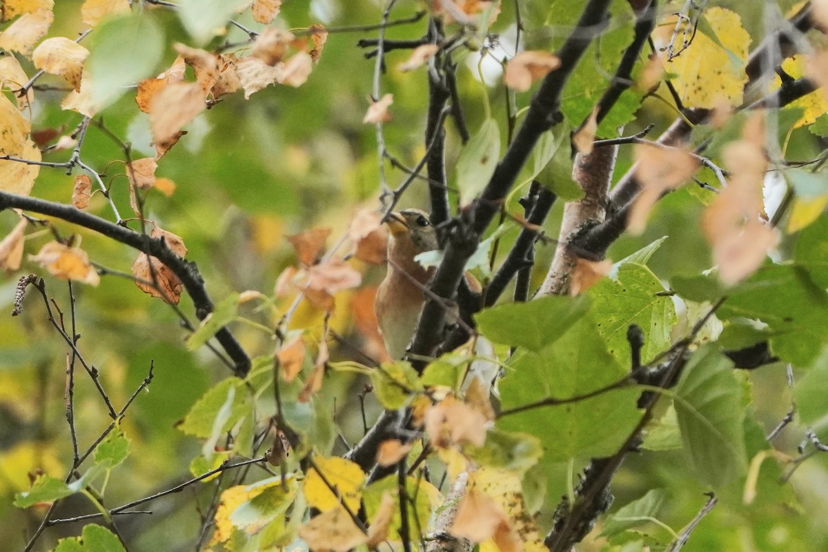 В'юрок - ML644768628