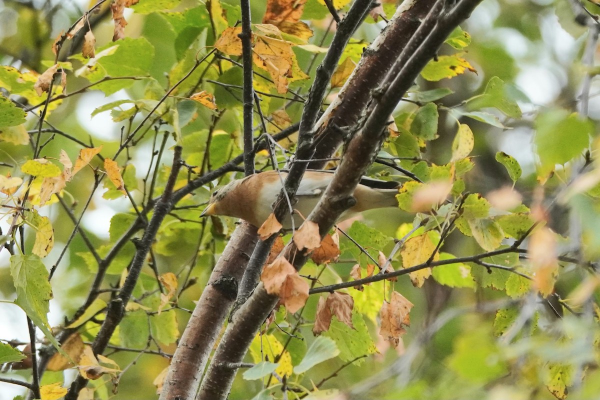 В'юрок - ML644768629