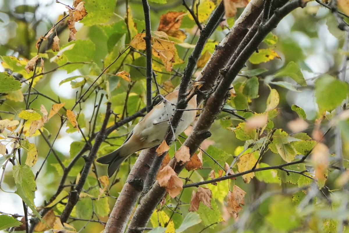 В'юрок - ML644768630