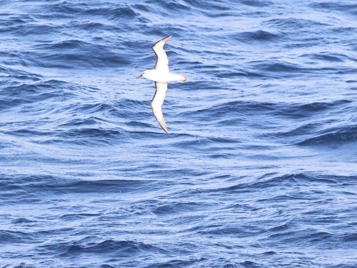 gulnesealbatross - ML644768632