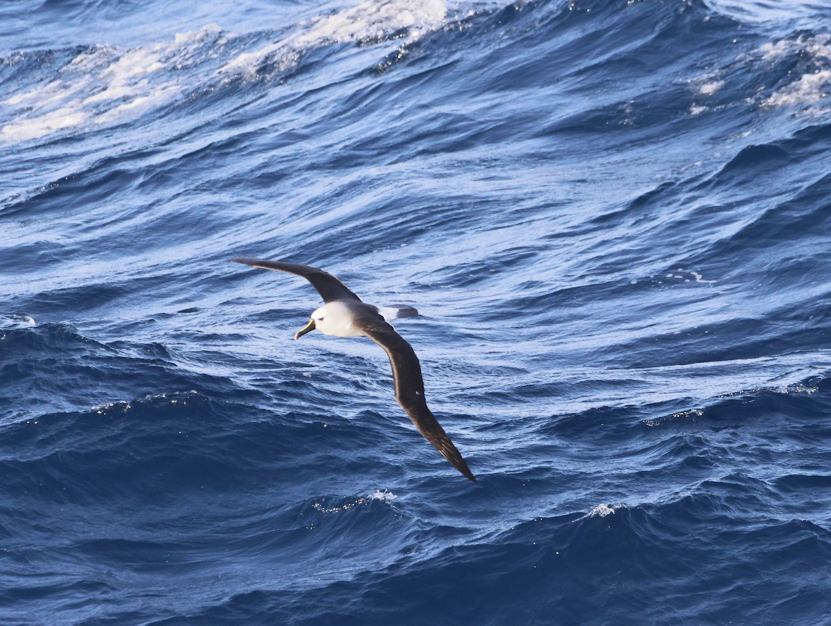 gulnesealbatross - ML644768634