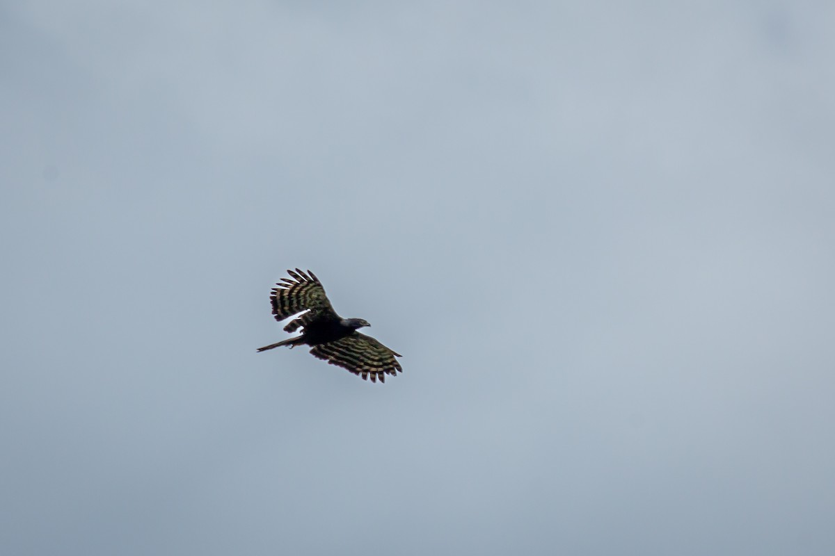 クロクマタカ - ML644768636