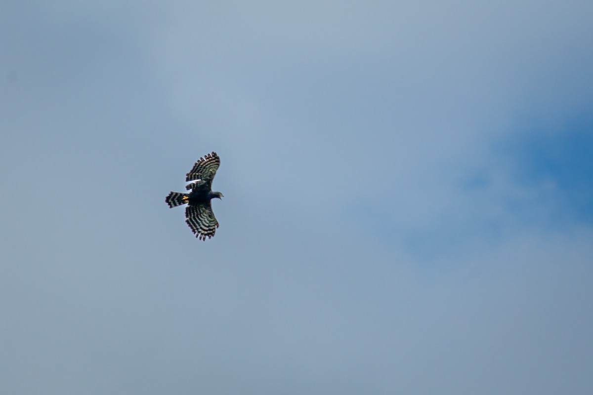 クロクマタカ - ML644768637