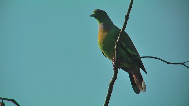 Orange-breasted Green-Pigeon - ML644768650